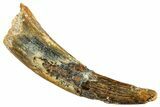 Fossil Pterosaur (Siroccopteryx) Tooth - Morocco #245979-1